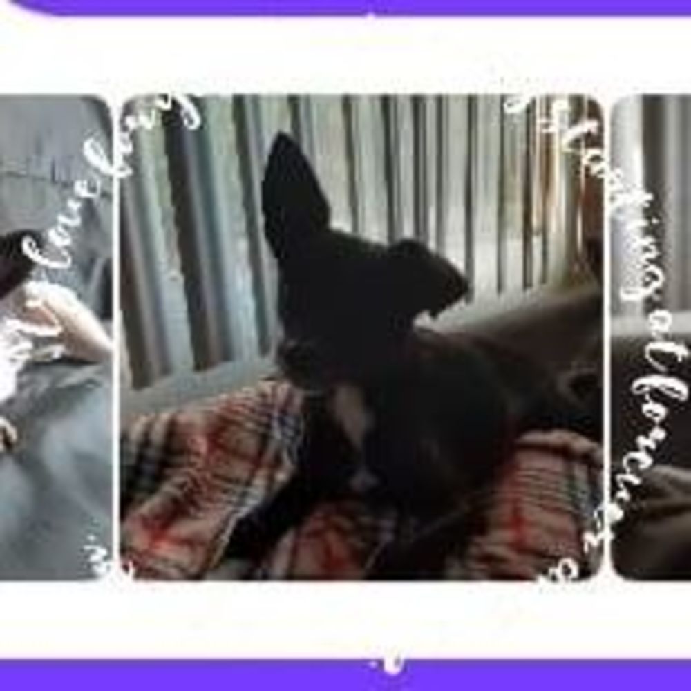 Meet your Posher, Sandy